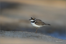 <p>KULÍK ŘÍČNÍ (Charadrius dubius) jižní Morava ---- /Little ringed plover - Flussregenpfeifer/</p>